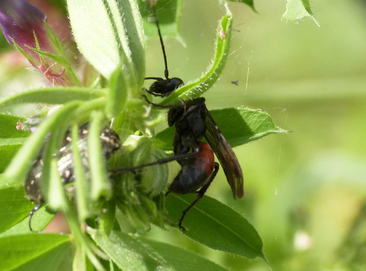 Pompilidae rosso e nero